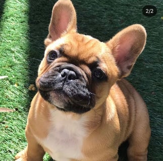 Adelaide French Bulldogs : Mosac : French Bulldog Breeder - Adelaide, SA