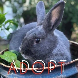 Radical Rabbit Rescue Sydney