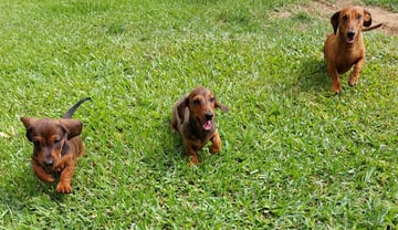 Miniature Dachshund Breeder - Mackay, QLD