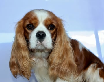 Parknee-  Cavalier King Charles Spaniel Breeder - Texas, QLD