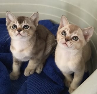 Breeder Bray Park - Burmese Cat Breeder - Brisbane, QLD