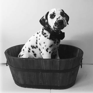 Dalillu Kennels - Dalmatian Breeder - Brisbane QLD