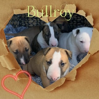 Bullroy Kennels - Bull Terrier Breeder - Victoria