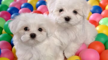 Happydogs - Bichon Frise Breeder - NSW