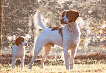 Kirinbell Kennels - Brittany Dog Breeder - Hills District, Sydney