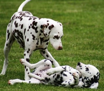 Cristabo Kennels - Dalmatian Breeder - Wellington, New Zealand