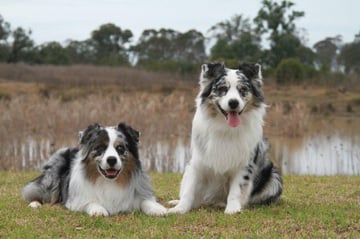 Ozzstyle Kennels - Australian Shepherd Breeder, NSW