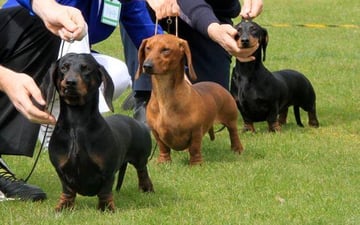 Eukypark -  Dachshund Standard Smooth Haired - Ulverstone Tasmania