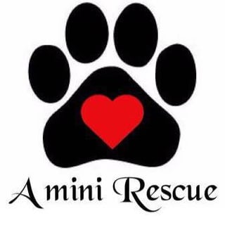 A Mini Rescue - Pet Rescue and Rehoming - Brisbane, QLD