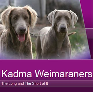 Kadma Weimaraners - Weimaraner Breeder, Brisbane