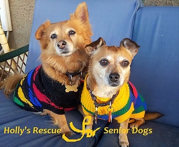 Hollys Rescue - Dog rehoming and adoption - Maitland, SA