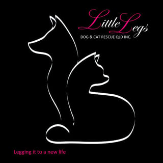 Little legs dog and cat rescue - pet rescue and adoption - brisbane, QLD