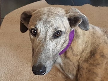 Racing 2 Rehome - Greyhound Adoption - Korumburra, VIC