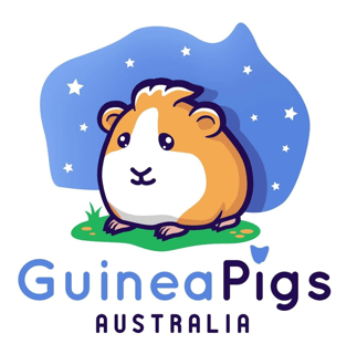 Guinea Pigs Australia - Store - Coomera Queensland
