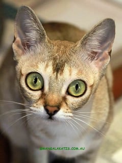 Mangalakatz - Singapura & Devon Rex Cat Breeder - Sth Gippsland, VIC