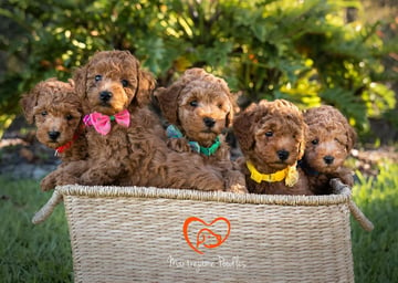 Martrejame Poodles - Breeder of Purebred Apricot and Red Miniature Poodles -  Elimbah, QLD