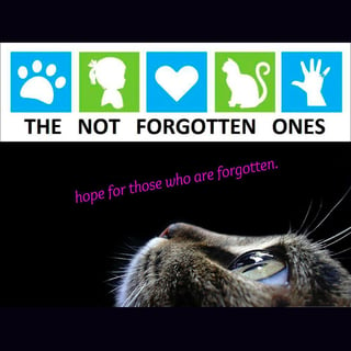 The Not Forgotten Ones - Pet Re-homing and Adoption - NSW and QLD