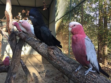 Parrot Rescue Centre - Bird Boarding - Gold Coast, QLD