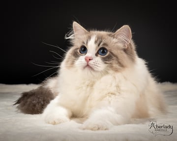 Aberlady Ragdolls - Ragdoll Cat Breeder - Sydney, NSW