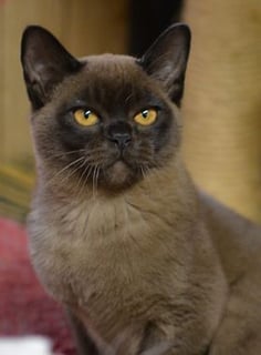 Cleveland Cattery - Burmese & Siamese Breeder - 