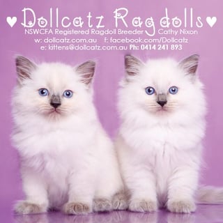 Dollcatz Ragdolls - Ragdoll Cat Breeder - Sydney, NSW