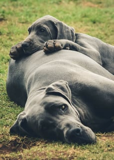 Okelani - Great Dane Breeder - Barmedman, NSW