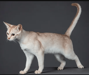 Shayba Abyssinians