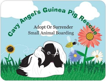 Cavy Angel's Guinea Pig Rescue - Gold Coast, QLD