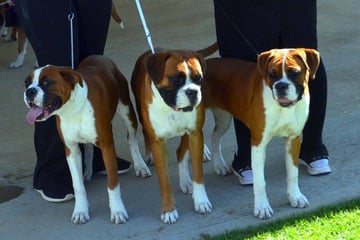 Roxbud Kennels - Boxers and Griffon Bruxellious - Murray Bridge, SA