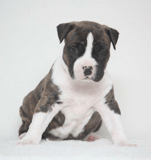 Tredanky American Staffordshire Terrier Breeder - Brisbane, QLD