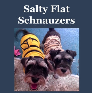 Saltyflat Schnauzers  - Miniature Schnauzer Breeder - WA