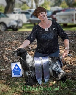 Occuli Kennels - Pedigree Cocker Spaniels, Culcairn, NSW