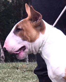 Bulroarus Bull Terrier Breeder - Central Coast NSW