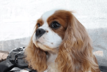 Ertae Cavalier King Charles Spaniel and Chinese Crested Dog Breeder - Harden, NSW