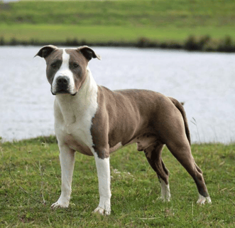 Newbelle American Staffordshire Terrier Breeder - Illawarra, NSW