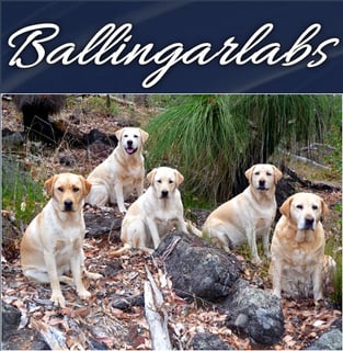 Ballingarlabs - Labrador Retriever Breeder - Southampton, WA