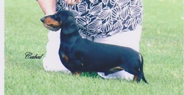 Murungal Miniature Smooth Haired Dachsund Breeder - Tamworth, NSW