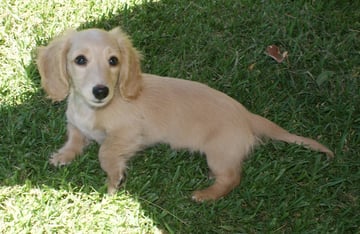 Wynbourn Miniature Long-Haired Dachshunds - Bega, NSW