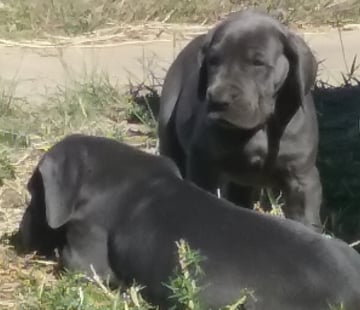 Arowdane Great Danes - Toowoomba area, QLD