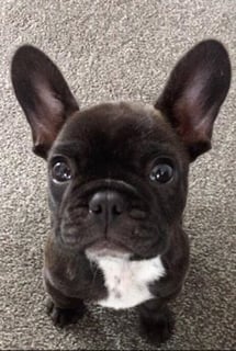 AMOUREUX FRENCH BULLDOGS NZ