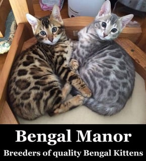 Bengal Manor - Bengal Cat Breeder - Perth, Western Australia