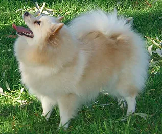 Kafe German Spitz Breeder - Adelaide, SA