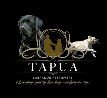 Tapua Labrador Retriever Breeder - Woodstock, NSW