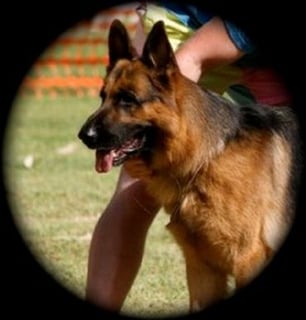 Sabaranburg German Shepherd Breeder - Perth, WA