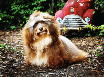 Hashki Kennels - Havanese Breeder - Sydney, NSW