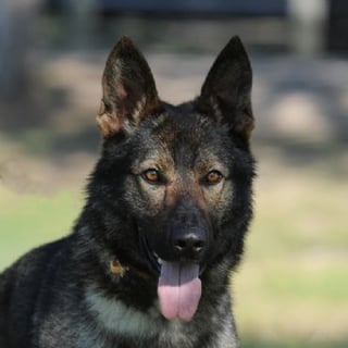 Trangold German Shepherd Breeder - Brisbane, QLD