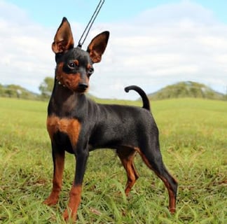 Silverino Miniature Pinscher Breeder - Casino, NSW