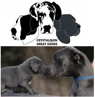 Crystalquin Great Dane Breeder - Bendigo, VIC