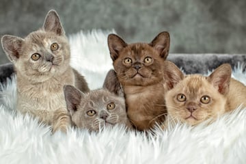 Ramaal Burmese - Burmese Cat Breeder - Sydney, NSW