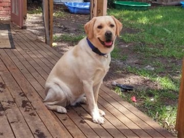 Jodielassie Labrador Retriever Breeder - Melbourne, VIC